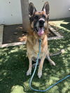 adoptable Dog in  named QUINSY