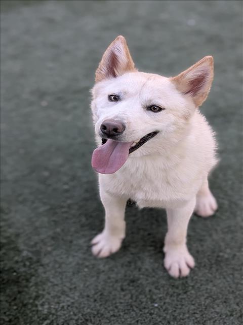 adoptable Dog in Chatsworth, CA named SNOWFLAKE