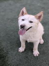 adoptable Dog in  named SNOWFLAKE