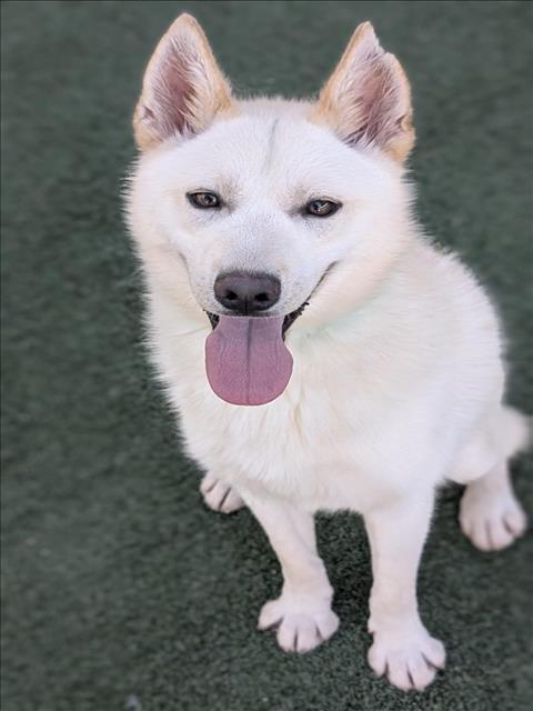 adoptable Dog in Chatsworth, CA named BEAST