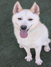 adoptable Dog in  named BEAST