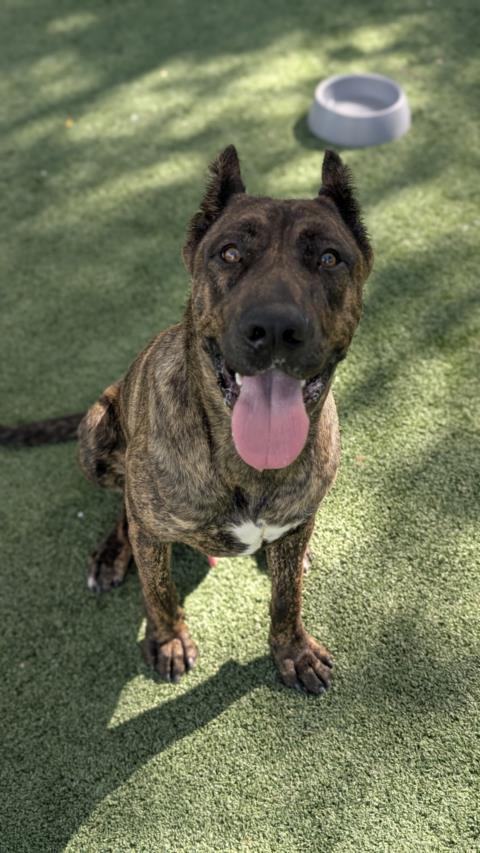 adoptable Dog in Chatsworth, CA named ZIGGY
