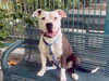 adoptable Dog in  named KEISHA