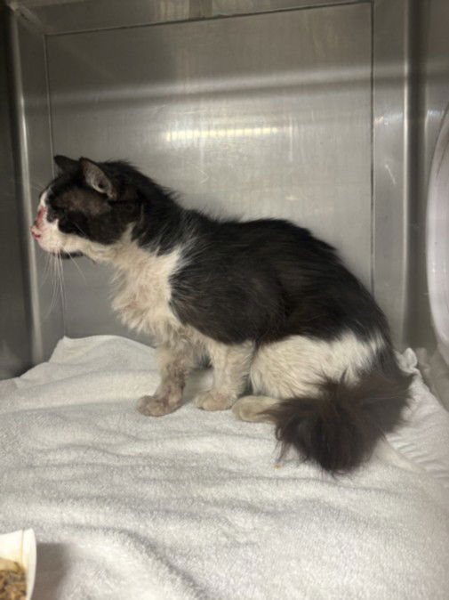 adoptable Cat in Chatsworth, CA named PUPPET