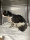 adoptable Cat in  named PUPPET