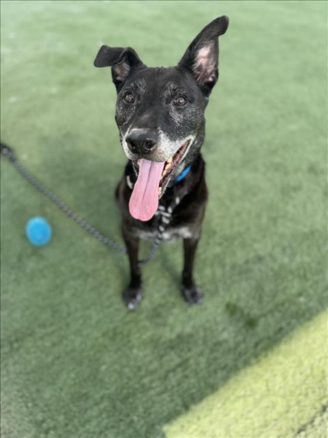 adoptable Dog in Chatsworth, CA named SHUKI / LOBO