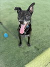 adoptable Dog in  named SHUKI / LOBO
