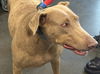 adoptable Dog in  named MARNIX