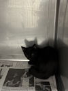 adoptable Cat in Chatsworth, CA named CHEVY