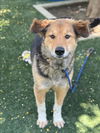 adoptable Dog in Chatsworth, CA named BRODY