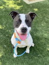 adoptable Dog in Chatsworth, CA named IDA