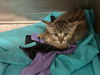 adoptable Cat in Chatsworth, CA named NEWTON