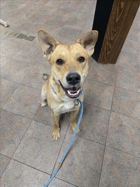 adoptable Dog in Chatsworth, CA named IZZY