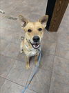 adoptable Dog in  named IZZY