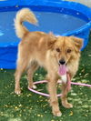 adoptable Dog in Chatsworth, CA named APOLLO