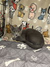 adoptable Cat in Chatsworth, CA named DORIS
