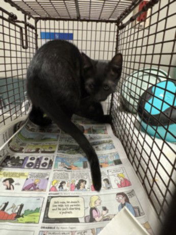 adoptable Cat in Chatsworth, CA named NINO