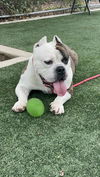 adoptable Dog in Chatsworth, CA named TEDDY