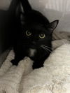 adoptable Cat in Chatsworth, CA named SCOPE