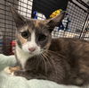 adoptable Cat in Chatsworth, CA named MAMA BABY