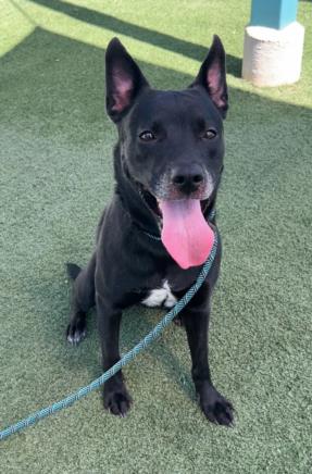 adoptable Dog in Chatsworth, CA named BALBOA
