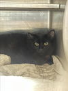 adoptable Cat in Chatsworth, CA named SALEM