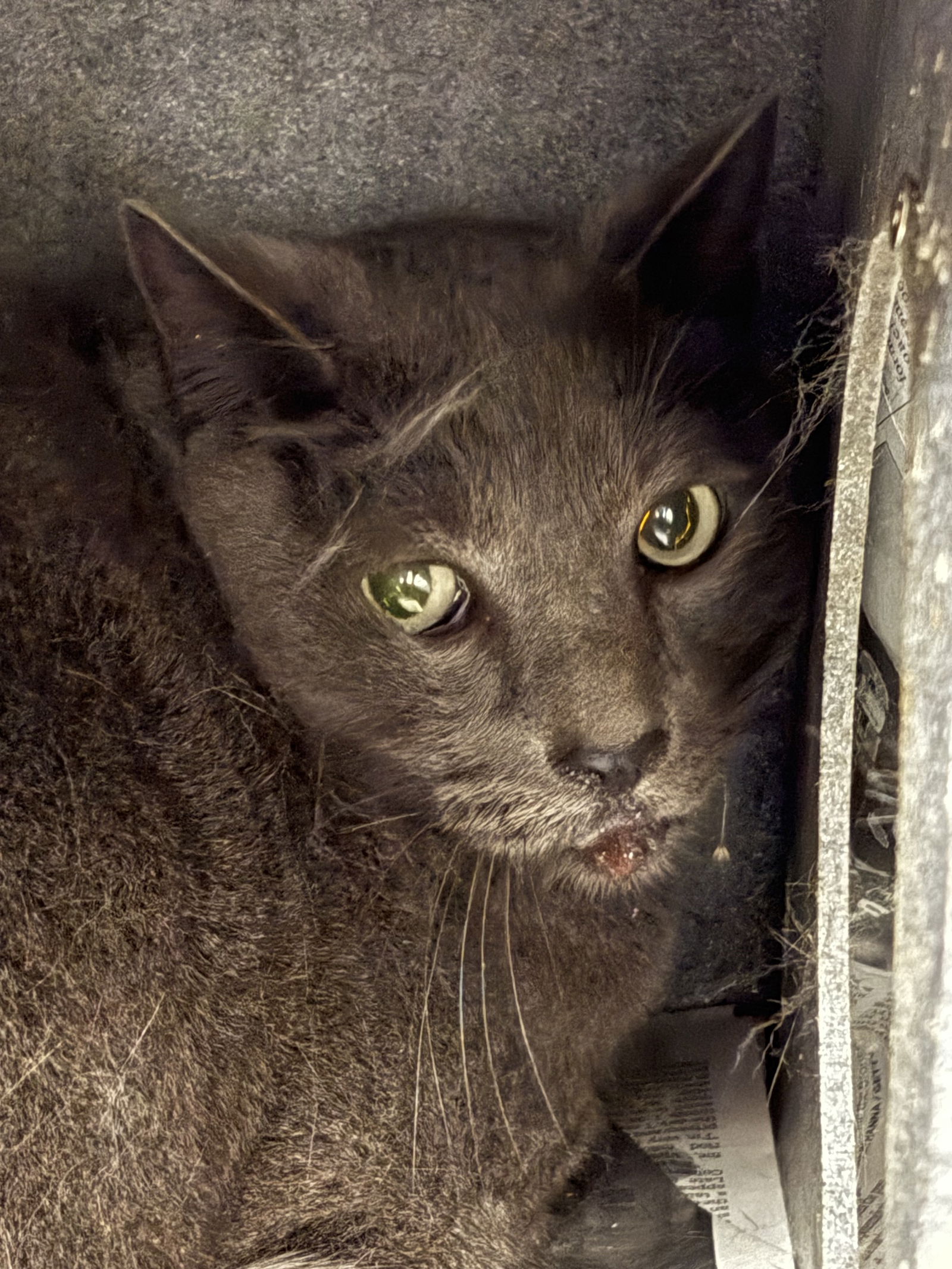 adoptable Cat in Chatsworth, CA named BB-8
