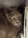 adoptable Cat in Chatsworth, CA named BB-8
