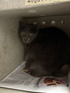 adoptable Cat in Chatsworth, CA named MIDNIGHT