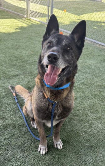 adoptable Dog in Chatsworth, CA named CHAMP