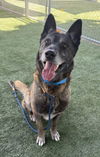 adoptable Dog in Chatsworth, CA named CHAMP