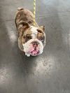 adoptable Dog in Chatsworth, CA named WALTER