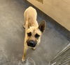 adoptable Dog in Chatsworth, CA named CORAZON