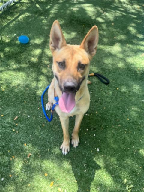 adoptable Dog in Chatsworth, CA named CORAZON