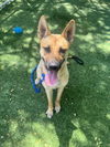 adoptable Dog in  named CORAZON