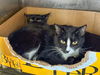 adoptable Cat in Chatsworth, CA named LOLITA