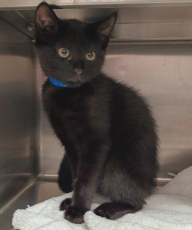 adoptable Cat in Chatsworth, CA named JACK
