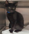 adoptable Cat in Chatsworth, CA named JACK
