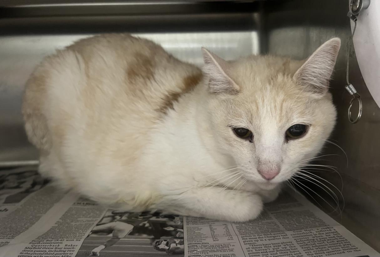 adoptable Cat in Chatsworth, CA named CODY