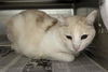 adoptable Cat in Chatsworth, CA named CODY