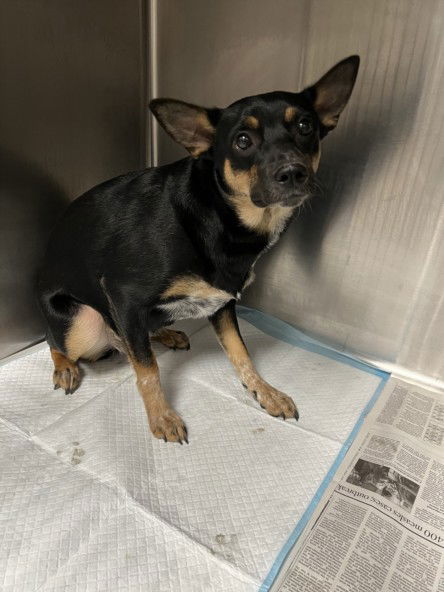 adoptable Dog in Chatsworth, CA named IRIS