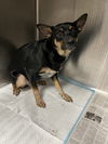 adoptable Dog in  named IRIS