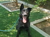 adoptable Dog in Chatsworth, CA named QUINCY