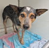 adoptable Dog in  named REMI