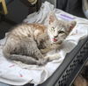 adoptable Cat in Chatsworth, CA named DERBY