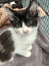 adoptable Cat in Chatsworth, CA named TIP