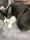 adoptable Cat in Chatsworth, CA named LOR