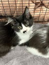 adoptable Cat in Chatsworth, CA named JADE