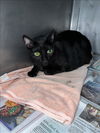 adoptable Cat in Chatsworth, CA named COCO PUFF