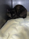 adoptable Cat in Chatsworth, CA named WAFFLES